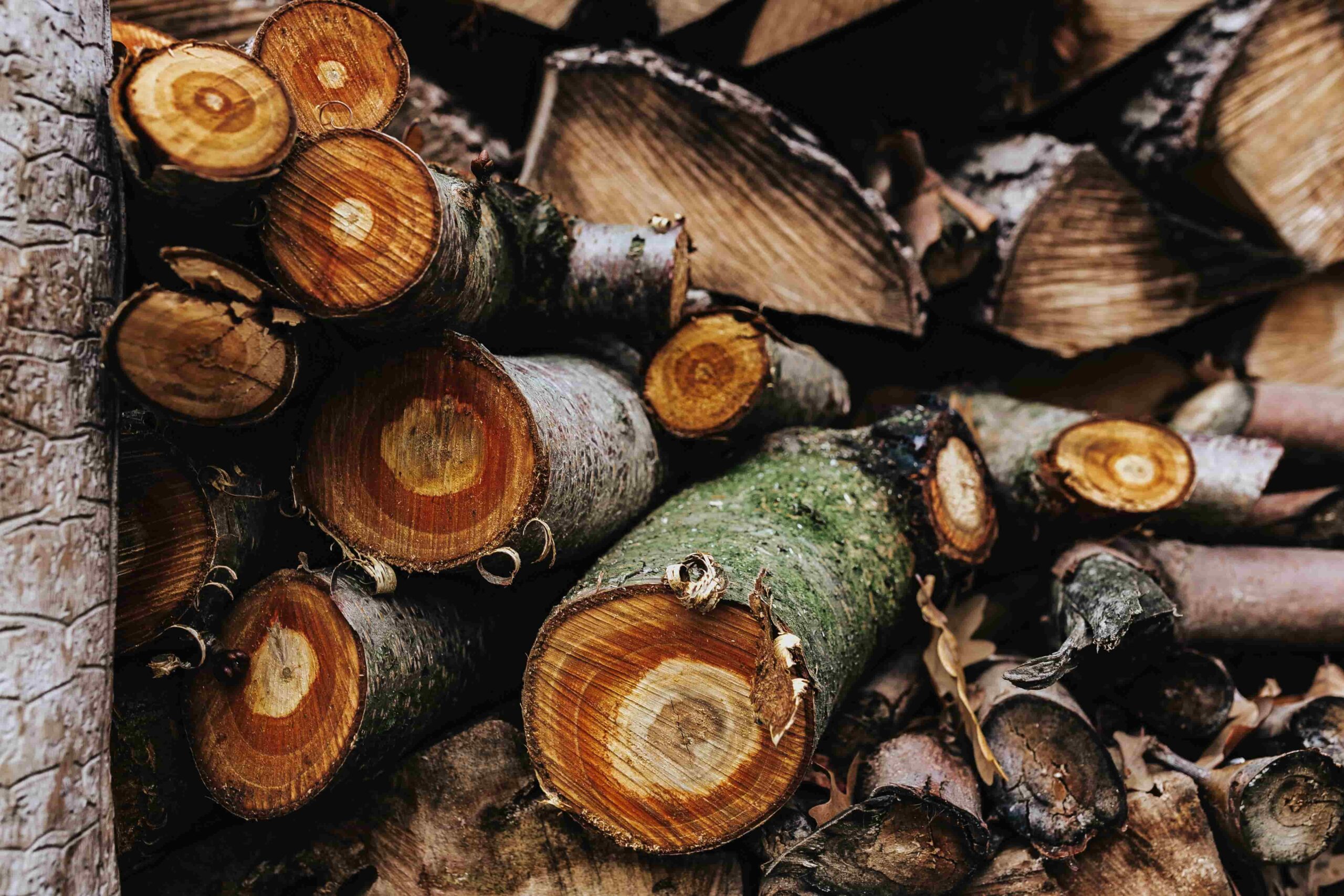 wood forest trunks timber d850d7b3d954de7f9c703443e071ed10 min scaled